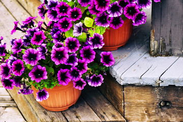 Petunia flowers growing in flower pots on the wooden staircase outdoors