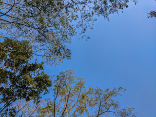 sky view from ground under the trees