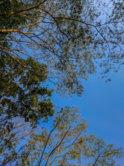 sky view from ground under the trees