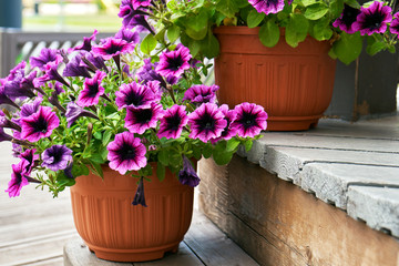 Petunia flowers growing in flower pots on the wooden staircase outdoors
