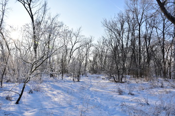 sunny day in the winter forest