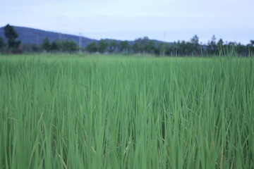 organic rice farm,green meadow