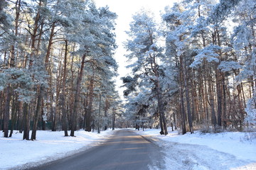 Fototapeta premium road in winter forest on a sunny day