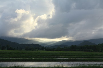 grass nature in Thailand