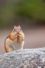 Golden-mantled ground squirrel