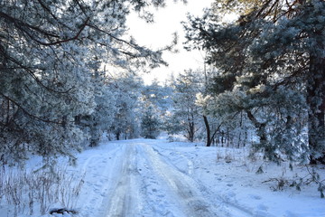 road in winter forest on a sunny day