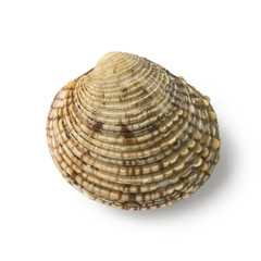  Fresh raw warty venus clam