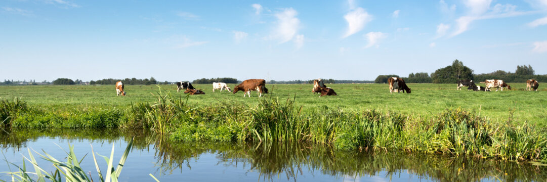 Typical Dutch panorama landsape with framland. grassland, cows, meadows and blue sky, white clouds