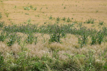 Feld mit Disteln