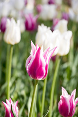Fototapeta premium Violet and white color of blooming tulip flower in garden background