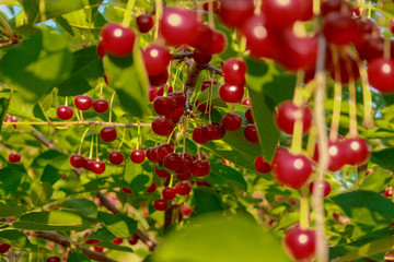 red, berry, fruit, currant, food, nature, green, branch, garden, berries, plant, ripe, summer, tree, leaf, bunch, bush, cherry, sweet, sour, redcurrant, leaves, fresh, healthy, natural