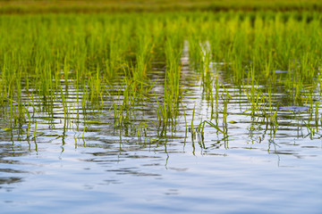 Paddy field in sea at Pakpra, Phatthalung, Thailand