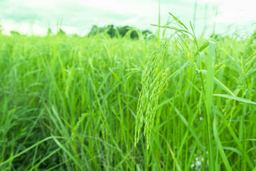 rice plants in paddy field