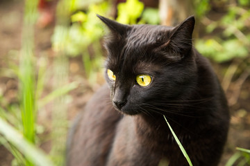 Naklejka na ściany i meble Beautiful black cat portrait close up outdoors in nature 