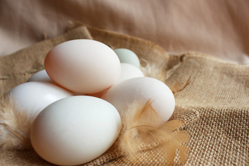 Fresh duck eggs and feather on sackcloth