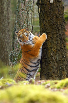 Fototapeta The Siberian tiger (Panthera tigris tigris) also called Amur tiger (Panthera tigris altaica) in the forest, Young female tiger in the forest climbs on a tree.