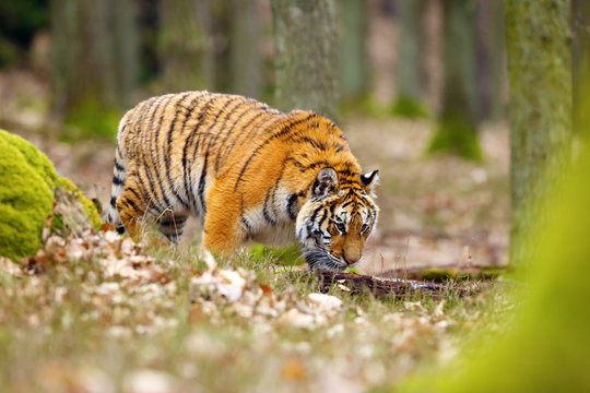 The Siberian tiger (Panthera tigris tigris) also called Amur tiger (Panthera tigris altaica) in the forest, Young female tiger in the forest climbs on a tree.