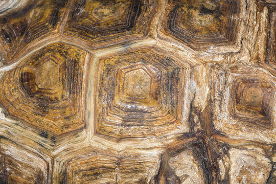 turtle shell texture background closeup image