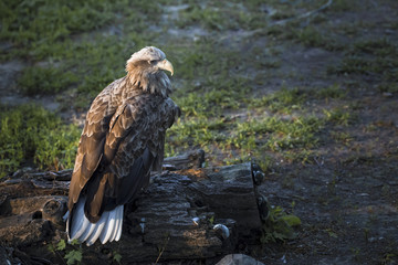 big hawk in the zoo on the background of the enclosure