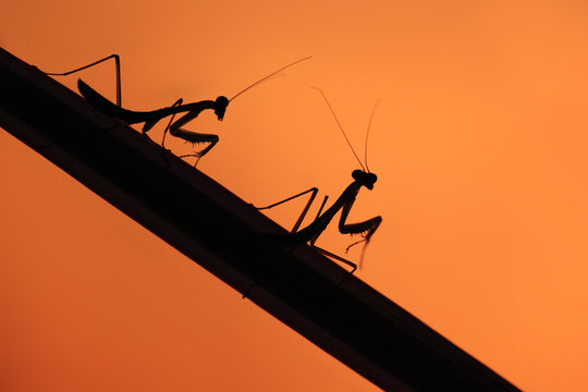 African mantis or African praying mantis (Sphodromantis lineola) sitting on a branch with an orange background. African mantis silhouette.