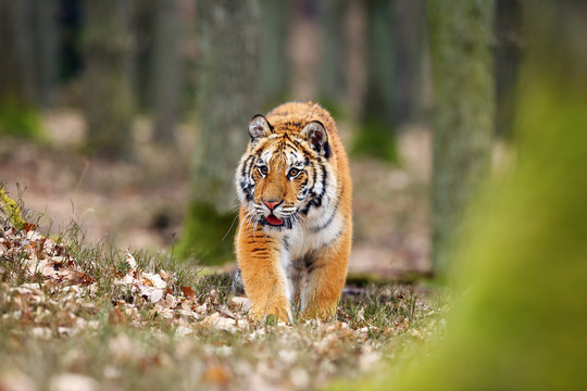 The Siberian tiger (Panthera tigris tigris) also called Amur tiger (Panthera tigris altaica) in the forest, Young female tiger in the forest climbs on a tree.