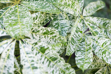 pattern of green plant leaf background.