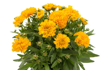 Mädchenauge (Coreopsis grandiflora)