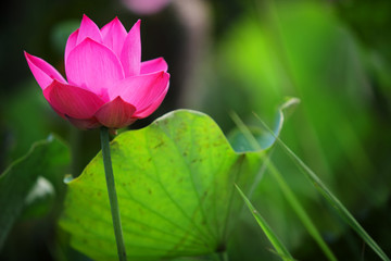 Obraz premium beautiful blooming lotus flower background