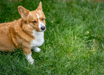 Dogs playing.