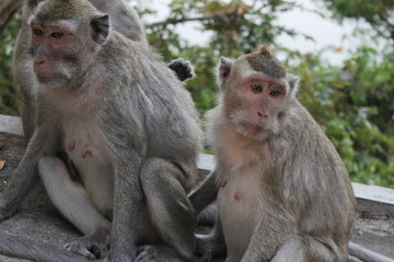 Picture of a sitting monkey