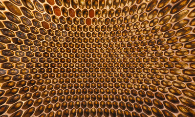 beecomb texture close up - the detail - honey comb