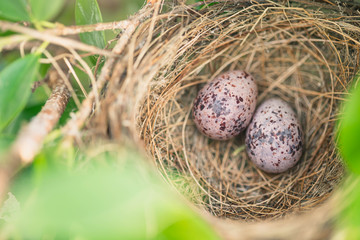 Bird nest on tree with two eggs inside. Nest with egg of wild bird outdoors.