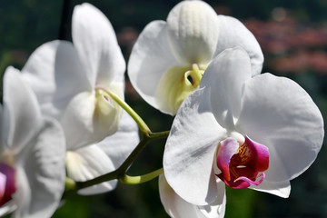 I fiori dell'orchidea
