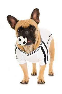 Bulldogge mit Fußball im Maul isoliert auf weißem Grund