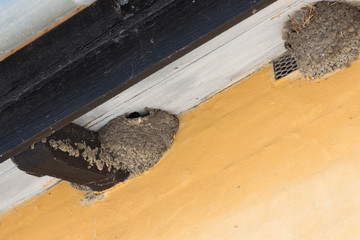 Schwalbennester © Wiski