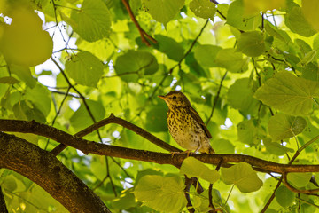 young thrush sitting on a branch of the tree