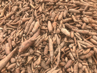 Pile of cassava or tapioca root for starch industry
