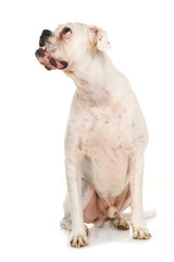 Weißer Boxer sieht nach oben isoliert auf weißem Grund