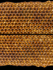 beecomb texture close up - the detail