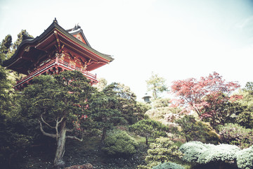 Fototapeta premium Japanese Tea Garden, San Francisco California. USA