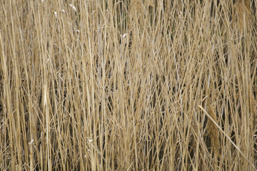 Straw by the pond