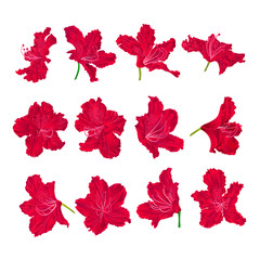 Red  flowers rhododendrons  mountain shrub on a white background  vintage vector illustration editable hand draw