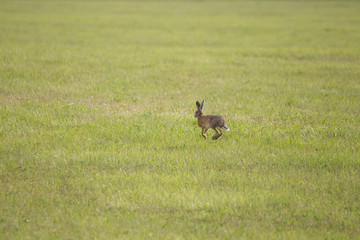 A young hare is hopping over a green mown meadow