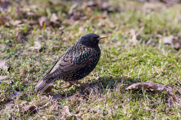 starling in early spring closeup