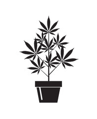 illustration of marijuana or cannabis plant in flower pot isolated on white background