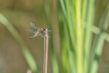 Libelle am Biotop