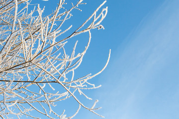 Winter landscape of snowy tree branches against blue sky .