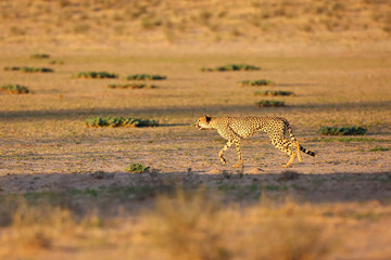 Cheetah (Acynonix jubatus) in the desert.The cheetah is going to attack.