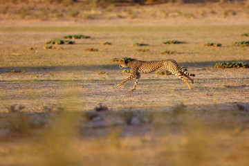 Cheetah (Acynonix jubatus) in the desert.The cheetah is going to attack.