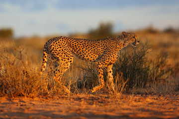 Cheetah (Acynonix jubatus) in the desert.The cheetah is going to attack.